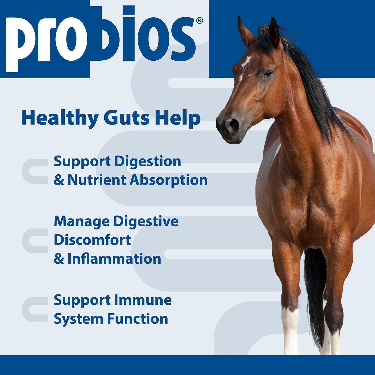 Probios for Horses Soft Chews, Daily Probiotic Supplement for Gut Health, Digestion & Immune Support, Horse Supplies, Apple Flavor, 1.32 lbs (600 Grams)