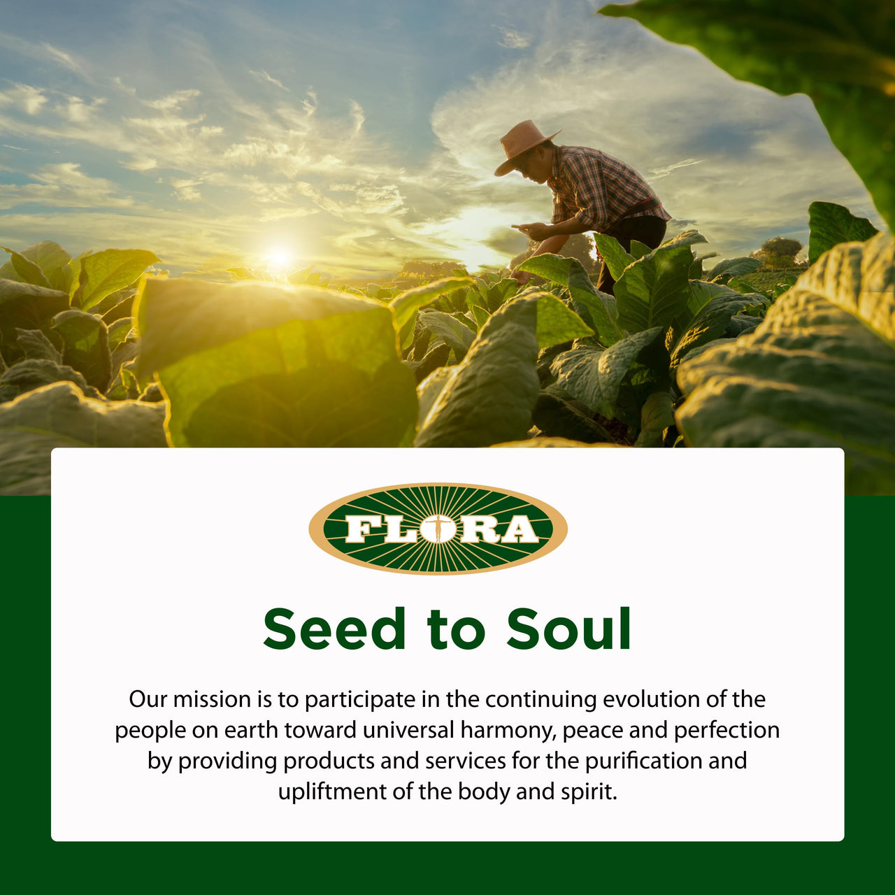 Flora - Flor-Essence 7-Day, 3-Step Kit for Full Body Detox & Cleanse, Detox Kit Contains Detox Tea, ProEssence for Urinary Health and FloraLax Laxative, Plant-Based, Gluten Free, Non GMO