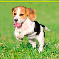 Thumbnail for PetSport Naturflex Tiny Tots Pig Toy - Durable & Long-Lasting, Non-Toxic Material, Internal Squeaker, Rubber Toy for Dogs, Ideal for Interactive Play and Engagement