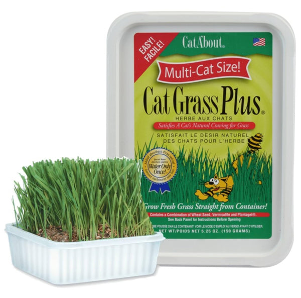 Miracle Care Cat A'bout Cat Grass Kit for Indoor Cats, 5.25 Ounce, Hairball Control, Anti-Inflammatory, Improves Digestion and Metabolism
