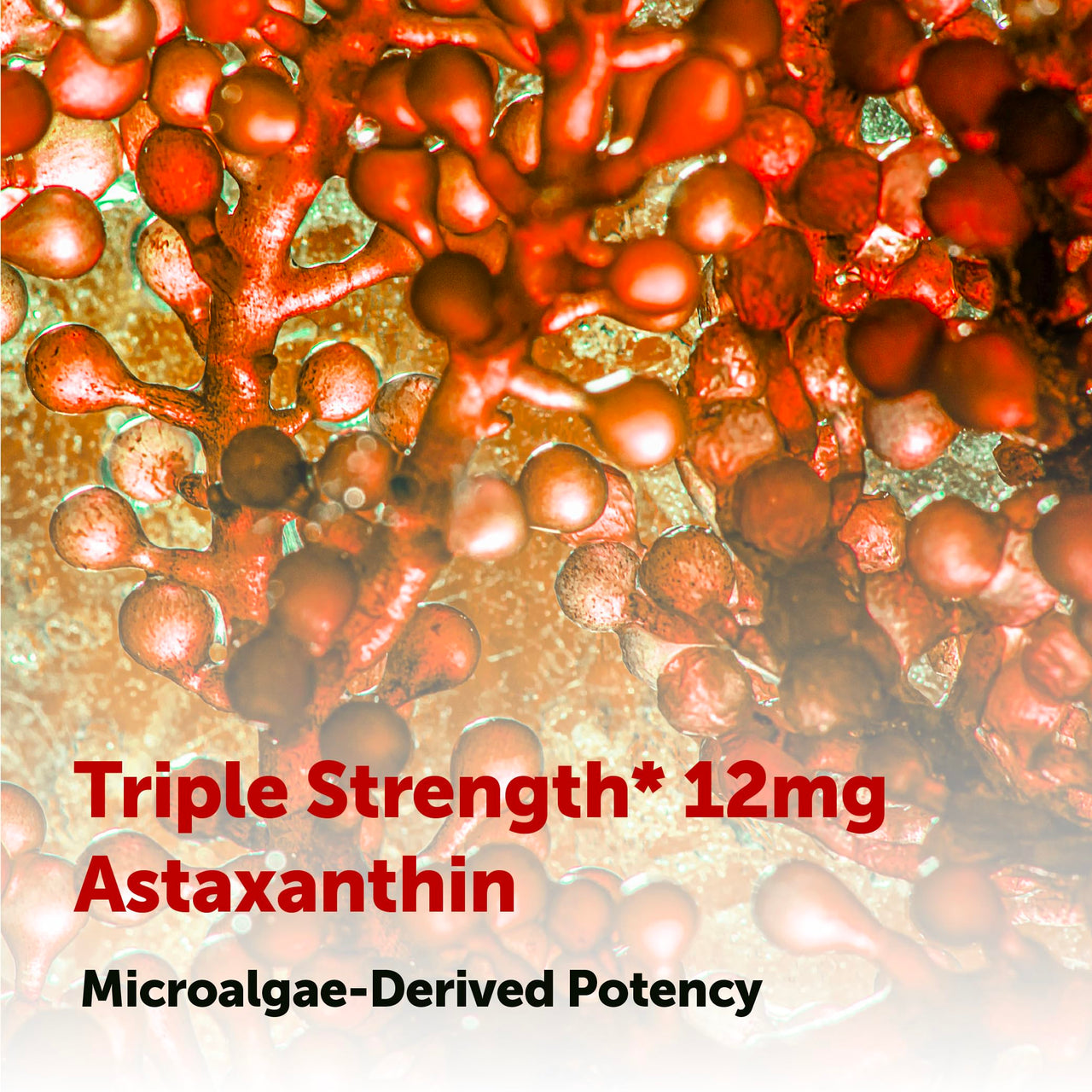 Micro Ingredients Astaxanthin 12mg with MCT Oil, 120 Softgels, 4 Month Supply | Premium Astaxanthin Antioxidant Supplements* | Fresh Microalgae Source | Triple Strength, Non-GMO, Gluten Free, No Soy