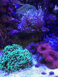 Thumbnail for Seachem Reef Builder 300gram