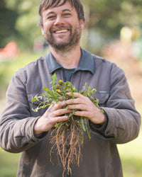 Thumbnail for Herb Pharm Certified Organic Dandelion Liquid Extract for Cleansing and Detoxification, Organic Cane Alcohol, 4 Ounce