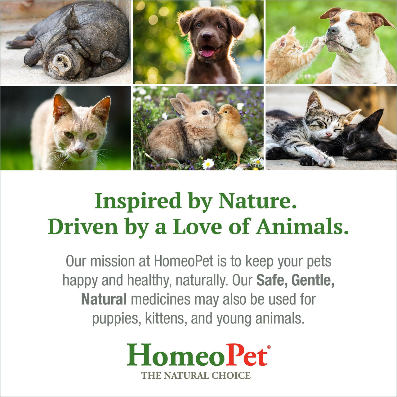 HomeoPet Digestive Upsets, Safe, Gentle, and Natural Cat and Dog Digestive Support, 15 Milliliters