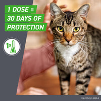 Thumbnail for FRONTLINE Plus Flea and Tick Treatment for Cats Over 1.5 lbs. 3 Treatments