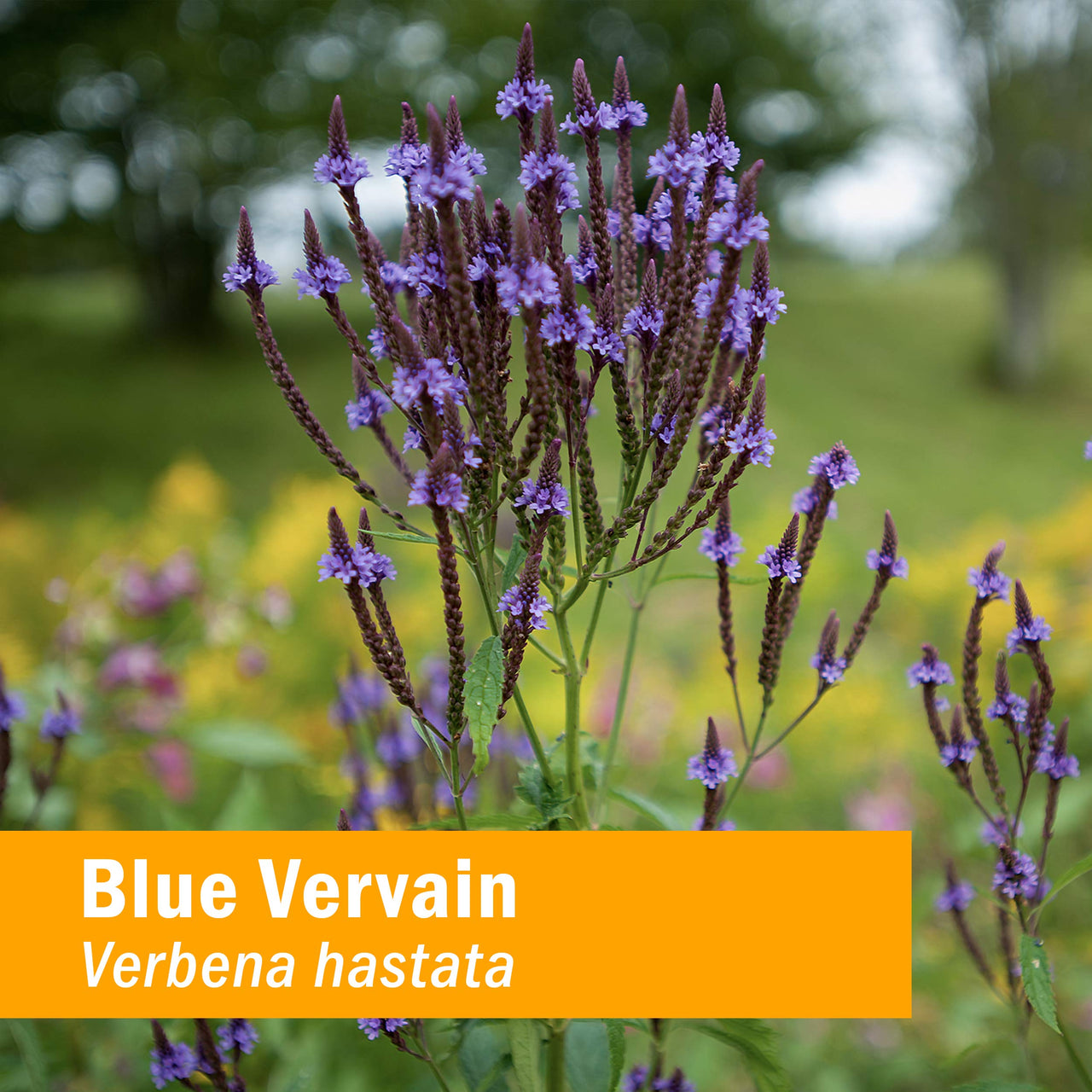 Herb Pharm Certified Organic Vervain Liquid Extract, Blue, 1 Fl Oz