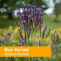 Thumbnail for Herb Pharm Certified Organic Vervain Liquid Extract, Blue, 1 Fl Oz