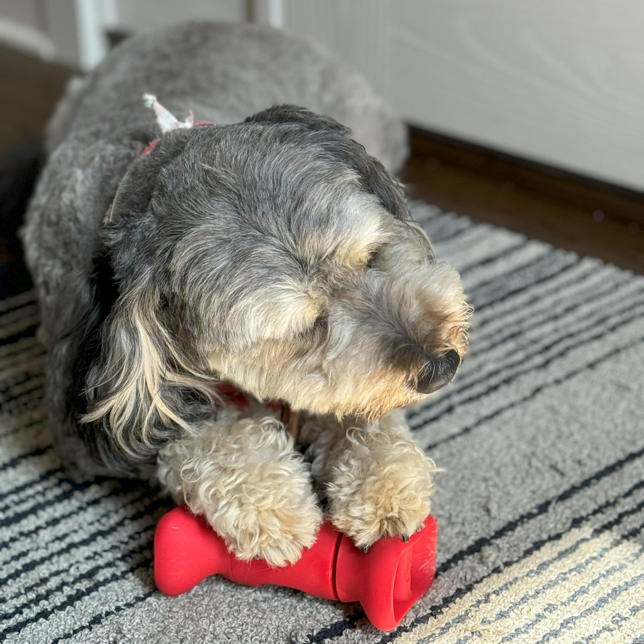 SPOT Treat Holder- Safety Device Bully Stick Holder & Yak Cheese Holder for Medium and Large Dogs, to Help Prevent Choking, 6in