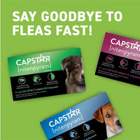 Thumbnail for Capstar for Dogs (nitenpyram), Fast-Acting Oral Flea Treatment for Dogs Over 25+ lbs, Vet-Recommended Flea Medication Tablets Start Killing in 30 Minutes, 6 Doses