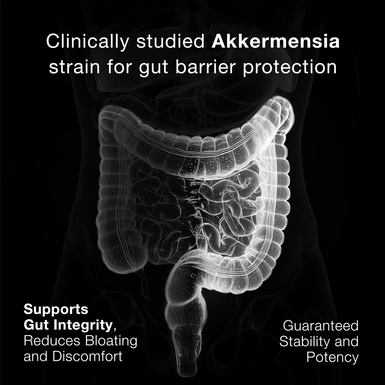 Toniiq Akkermansia Probiotic – 10 Billion TFU – Supports Gut Health & GLP-1 Activity