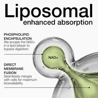 Thumbnail for Toniiq Liposomal NAD+ and Resveratrol Supplement - 1500mg Ultra High Strength NAD Supplement - Clinically Studied Ingredients with Patented RiaGev-WS™, Resveratrol, and Niacin - 60 Capsules