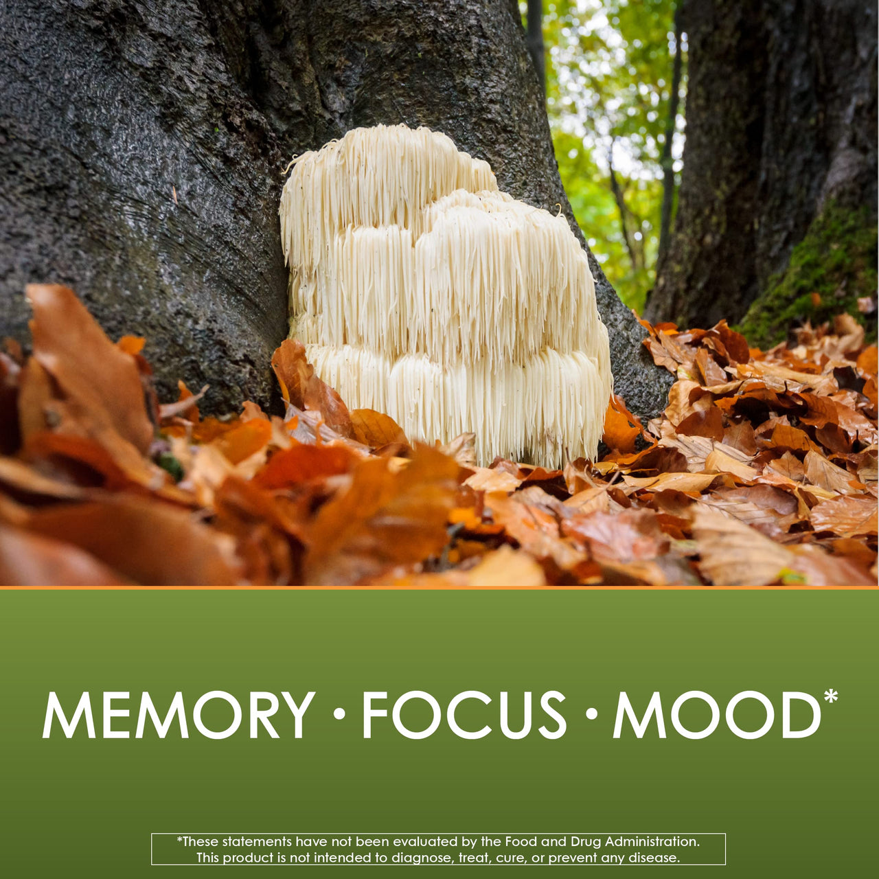 Planetary Herbals Lion's Mane, for Memory, Focus, and Mood*, 1,000 mg - 30 Vegan Capsules