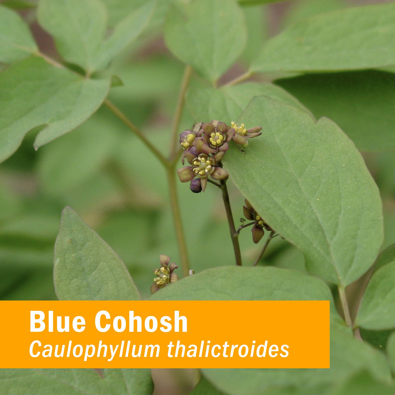 Herb Pharm - Blue Cohosh 1 oz [Health and Beauty]