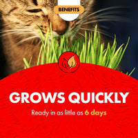 Thumbnail for Miracle Care Cat A'bout Cat Grass Kit for Indoor Cats, 5.25 Ounce, Hairball Control, Anti-Inflammatory, Improves Digestion and Metabolism
