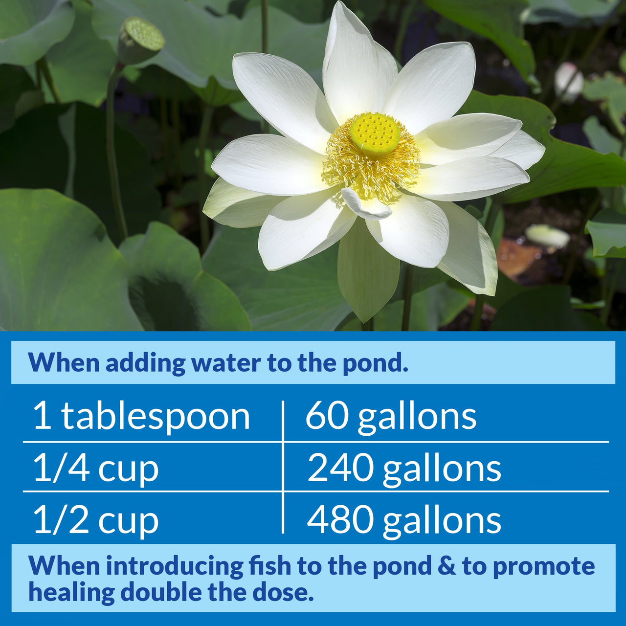 API POND STRESS COAT Pond Water Conditioner 32-Ounce Bottle