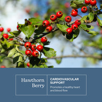 Thumbnail for Eclectic Herb - Hawthorn Berry Capsules | Cardiovascular Support | Heart Health, Circulation & Digestion Support | US-Grown, Vegan, Non-GMO, Gluten Free (90 CT | 500 mg)
