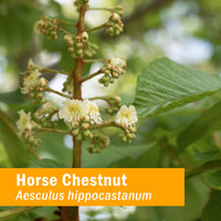 Thumbnail for Herb Pharm Horse Chestnut Liquid Extract for Healthy Veins and Circulation - 4 Ounce