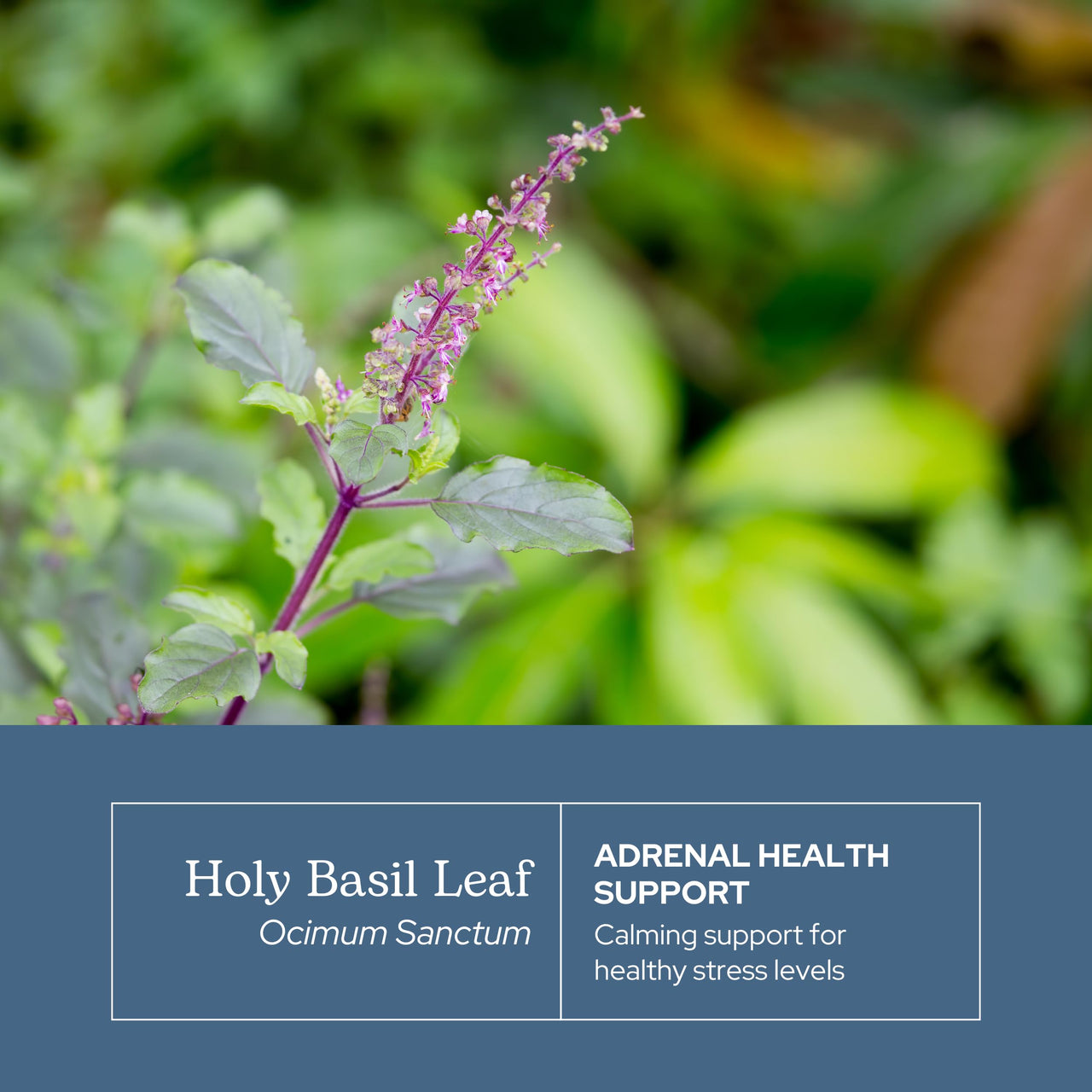 Eclectic Herb - Holy Basil Capsules | Tulsi Supplement | Natural Adrenal Support | Herbal Supplement | Vegan, Non-GMO, Gluten Free, Freeze-Dried (90 CT | 200 mg)