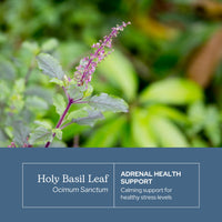 Thumbnail for Eclectic Herb - Holy Basil Capsules | Tulsi Supplement | Natural Adrenal Support | Herbal Supplement | Vegan, Non-GMO, Gluten Free, Freeze-Dried (90 CT | 200 mg)