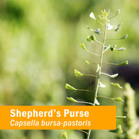 Thumbnail for Herb Pharm Certified Organic Shepherd's Purse Liquid Extract - 4 Ounce