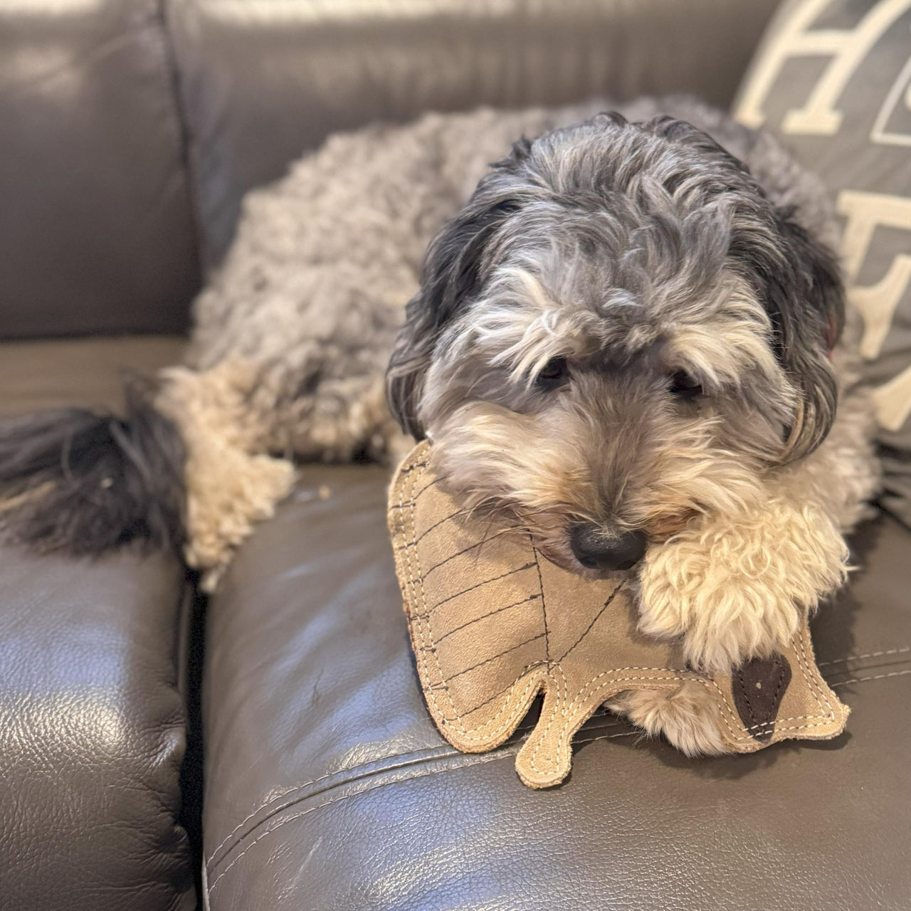 SPOT Dura-Fused Leather Raccoon Dog Toy – Real Leather & Jute Fabric, Double-Stitched & Durable, Squeaky Interactive Chew Toy for Moderate Chewers, Small & Medium Dogs, Soft Stuffed Fetch Toy, 7.25in