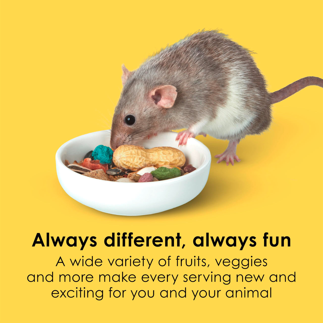 Kaytee Fiesta Mouse & Rat Food, Nutritious and Fun Blend, Supports Dental Health and Digestion, 4.5 pounds