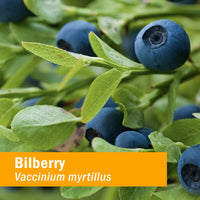 Thumbnail for Herb Pharm Bilberry Liquid Extract for Eye and Vision Support - 4 Ounce