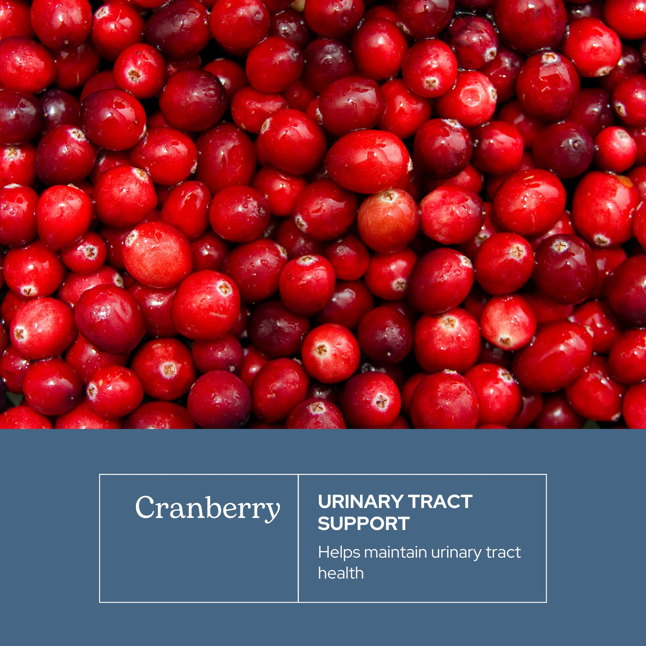 Eclectic Herb - Premium Freeze Dried Cranberry Capsules | Urinary Tract Support | Cranberry Supplement for Urinary Tract Health | US-Grown, Organic, Non-GMO, Gluten Free, Vegan (120 CT | 300 mg)