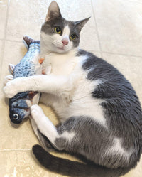 Thumbnail for SPOT Flippin' Fish Interactive Cat Toy with Catnip for Indoor Cats & Kittens - Touch Activated, Flipping Tail, Rechargeable with USB, Hours of Fun - 11.5 inch