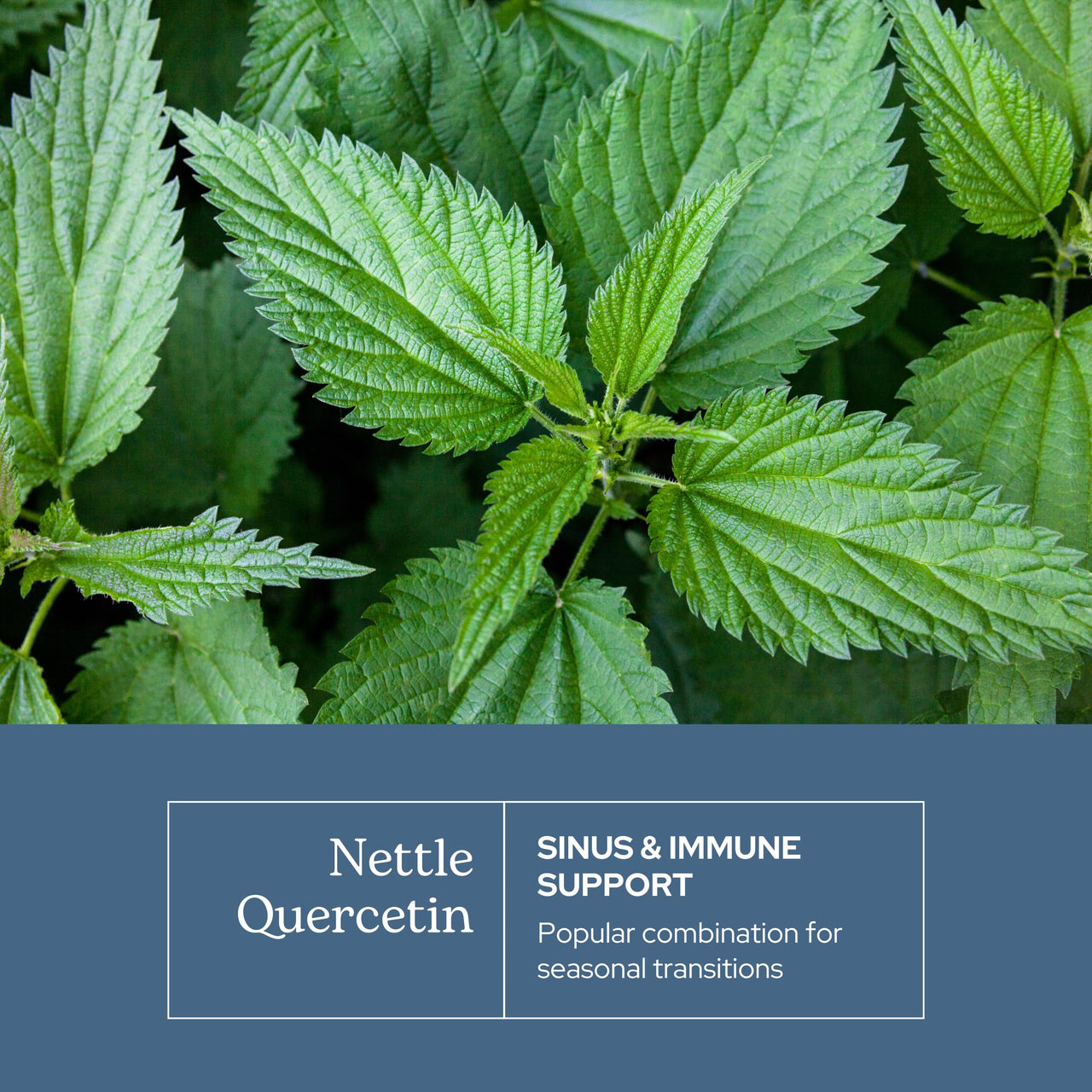 Eclectic Institute Raw Fresh Freeze-Dried Non-GMO Nettles - Quercetin | 50 CT (350 mg)