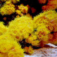 Thumbnail for Seachem Reef Advantage Magnesium 300gram