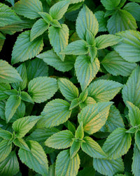 Thumbnail for Herb Pharm, Peppermint Spirits Organic, 1 Fl Oz