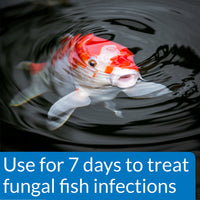 Thumbnail for API POND PIMAFIX Antifungal Pond Fish Infection Remedy 64-Ounce Bottle
