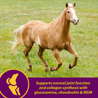 Thumbnail for Horse Health Joint Combo Hoof & Coat, Glucosamin, Chrondroitin, Vitamin C, MSM, Biotin, Lysine, ZInc, Omega 3 and 6 Fatty Acids, 64 day supply