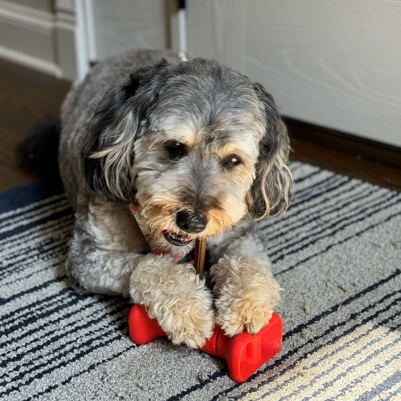 SPOT Treat Holder- Safety Device Bully Stick Holder & Yak Cheese Holder for Medium and Large Dogs, to Help Prevent Choking, 6in