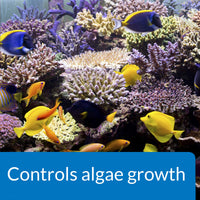 Thumbnail for API MARINE ALGAEFIX Algae Control 16-Ounce Bottle