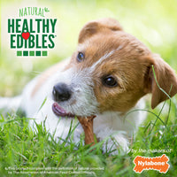 Thumbnail for Nylabone Healthy Edibles Broth Bone Natural Dog Chews Long Lasting Treats Ham Flavor Small/Regular - Up to 25 Ibs. (4 Count)