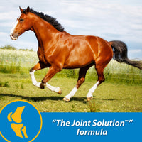 Thumbnail for Farnam Fluidflex Liquid Joint Supplement for Horses, Helps Maintain Healthy Hip & Joint Function, 32 Ounces 32 Day Supply