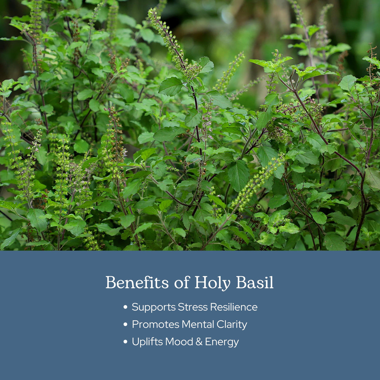 Eclectic Herb - Holy Basil Capsules | Tulsi Supplement | Natural Adrenal Support | Herbal Supplement | Vegan, Non-GMO, Gluten Free, Freeze-Dried (90 CT | 200 mg)