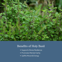 Thumbnail for Eclectic Herb - Holy Basil Capsules | Tulsi Supplement | Natural Adrenal Support | Herbal Supplement | Vegan, Non-GMO, Gluten Free, Freeze-Dried (90 CT | 200 mg)