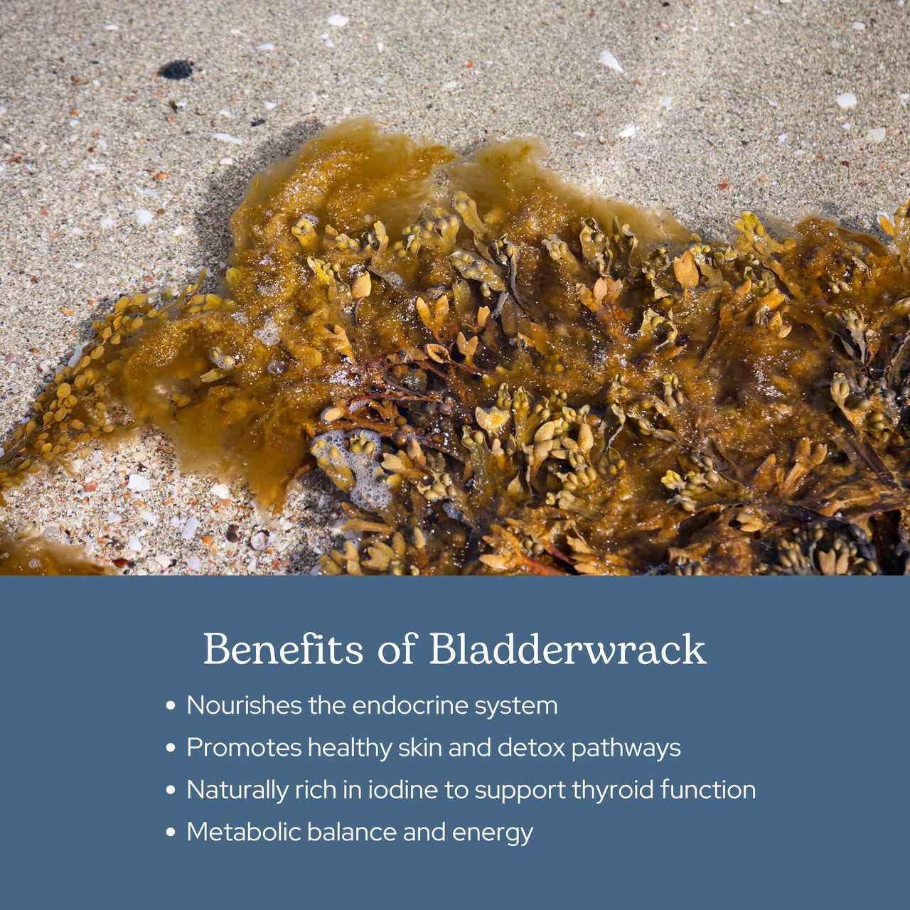 Eclectic Herb - Premium Freeze-Dried Bladderwrack Capsules | Endocrine System Support | Healthy Skin and Hair | Seaweed Supplement | Wildcrafted, Hand-Harvested, Non-GMO, Vegan (90 CT | 600 mg)