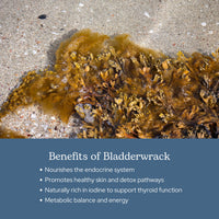 Thumbnail for Eclectic Herb - Premium Freeze-Dried Bladderwrack Capsules | Endocrine System Support | Healthy Skin and Hair | Seaweed Supplement | Wildcrafted, Hand-Harvested, Non-GMO, Vegan (90 CT | 600 mg)