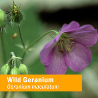 Thumbnail for Herb Pharm Wild Geranium (Cranesbill) Liquid Extract - 1 Ounce