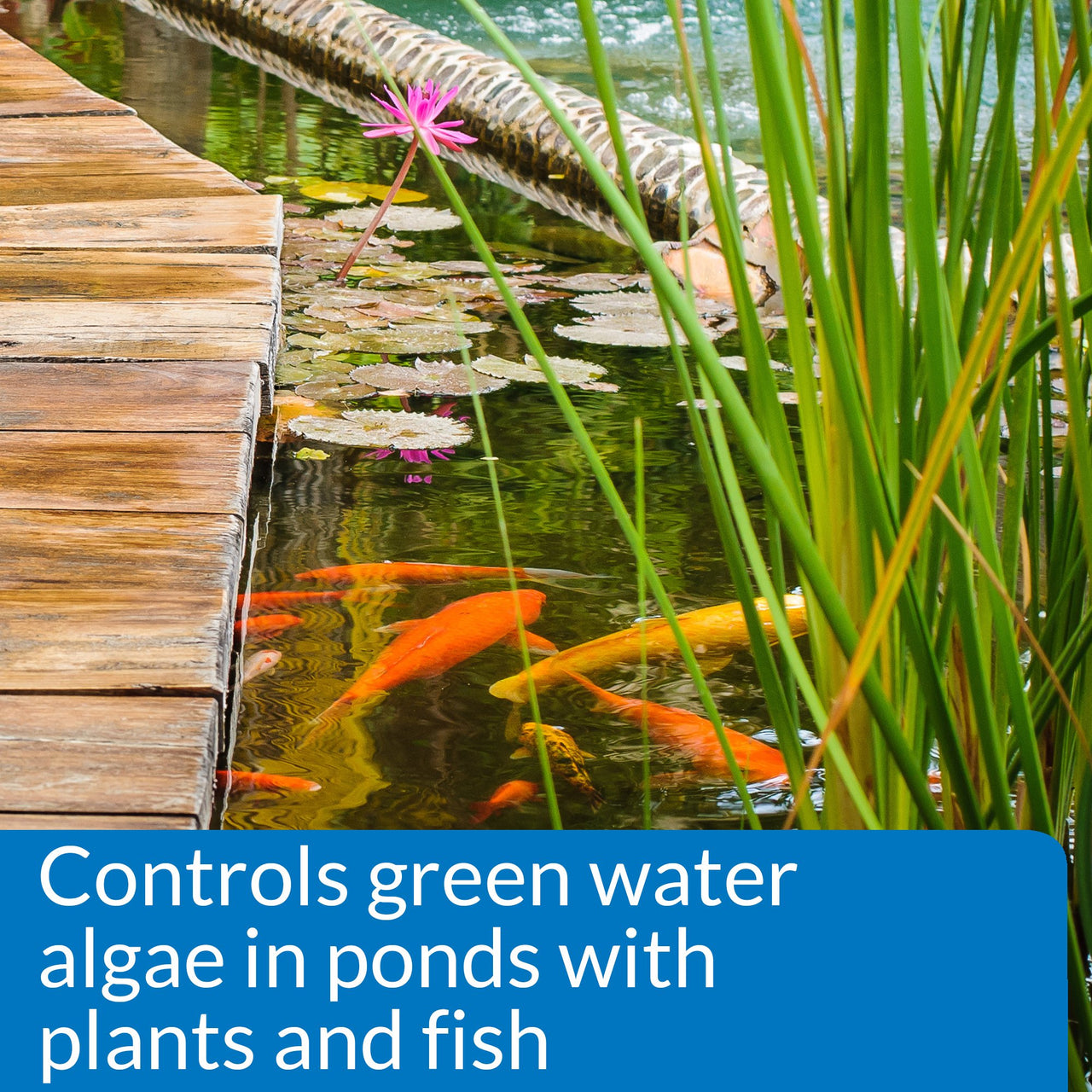 API PONDCARE MICROBIAL ALGAE CLEAN Biological Inhibitor of Green Water, Alternative approach to algae control, 16-Ounce Bottle