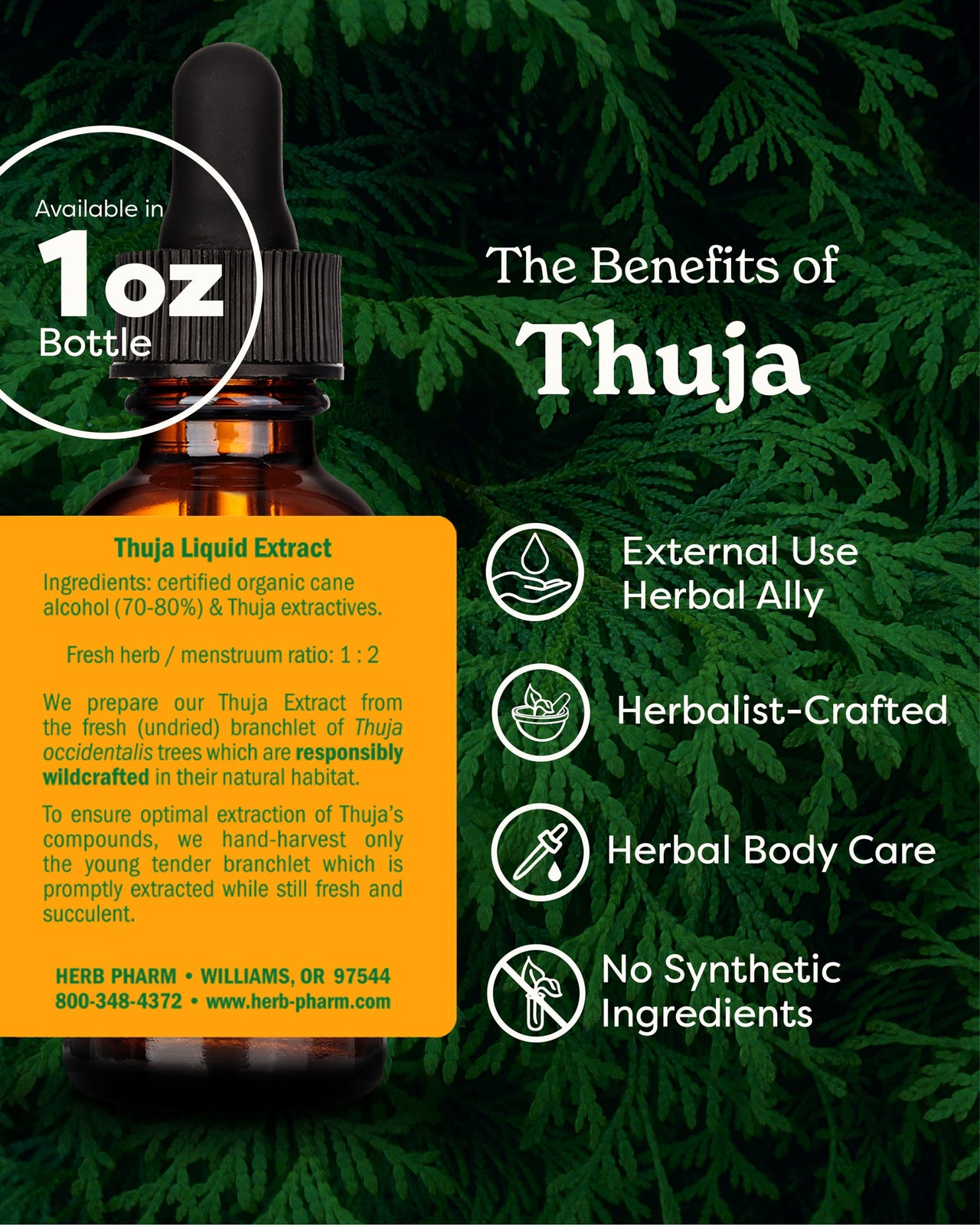 Herb Pharm Thuja Branchlet Liquid Extract - 1 Ounce (DTHUJA01)