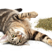 Thumbnail for Petlinks HappyNip Catnip & Silvervine Blend for Cats & Kittens, Highly Potent Stimulant/Attractant, Great for Finicky Felines, Resealable Pouch - 2.0 oz