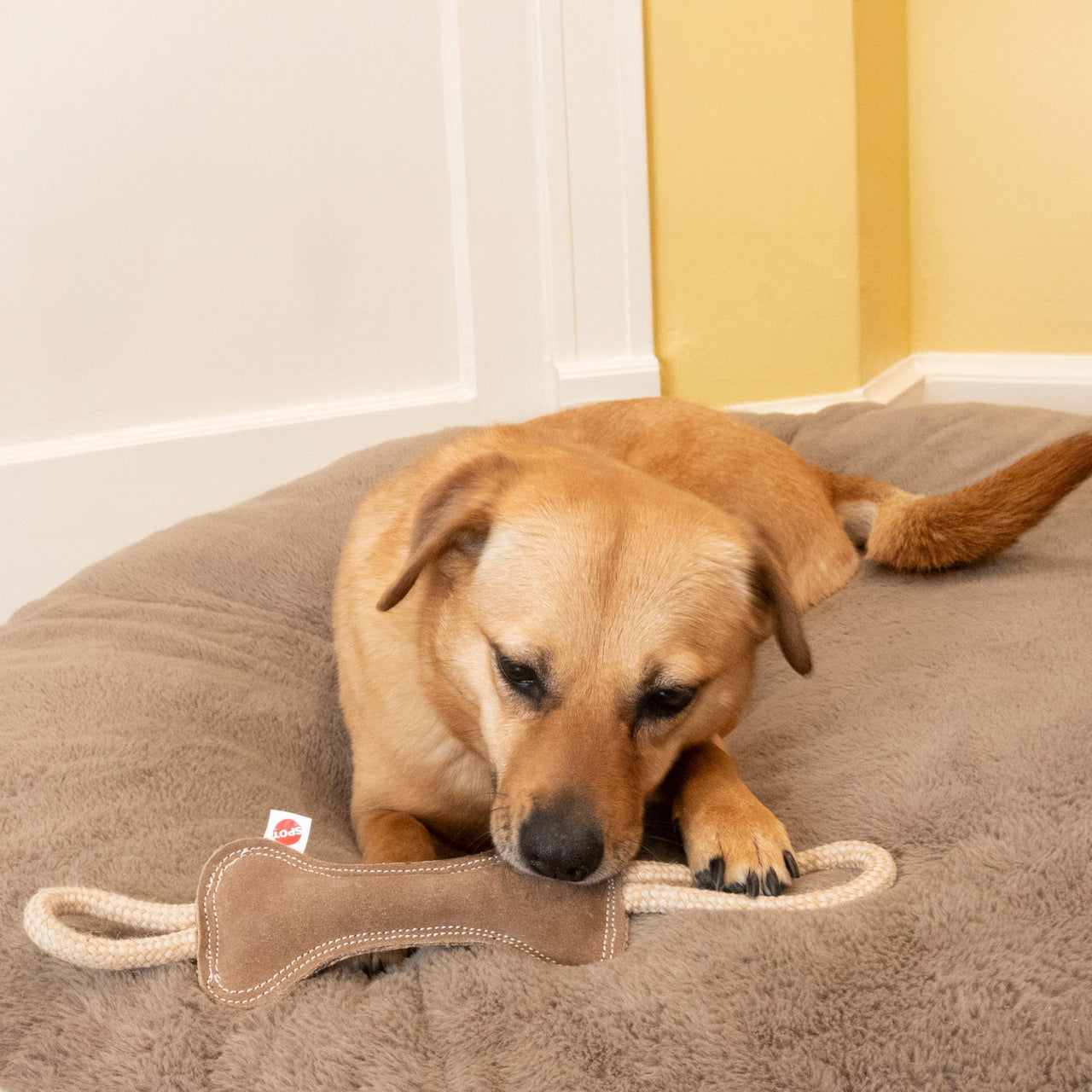 SPOT Dura-Fused Leather Bone Tug Dog Toy – Durable Real Leather & Jute Chew Toy with Double Rope Handles & Squeaker, For Moderate Chewers, 18in