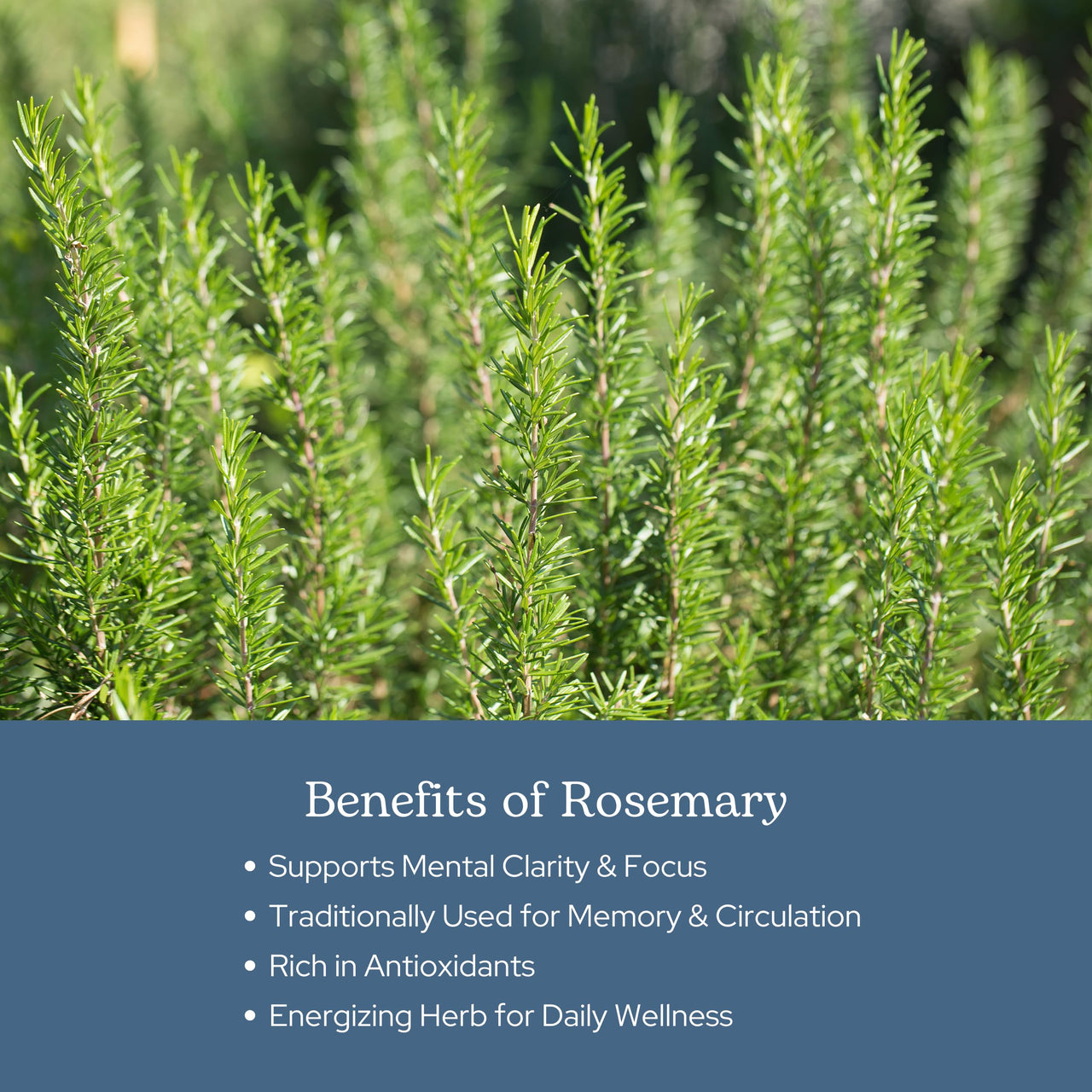 Eclectic Herb - Rosemary Capsules | Cognitive Support, Memory & Brain Health | Mood Support | Herbal Supplement | Vegan, Non-GMO, Gluten Free, Freeze-Dried (90 CT | 300 mg)