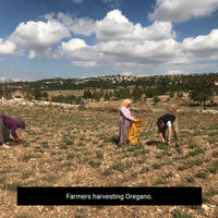 Thumbnail for Frontier Co-Op Mediterranean Oregano, Fancy-Grade, 16 Oz, Bulk Bag - Restaurant Supply
