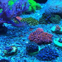 Thumbnail for Seachem Reef Dip 250ml